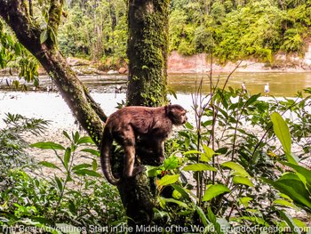 monkey in amazon basin in ecuador