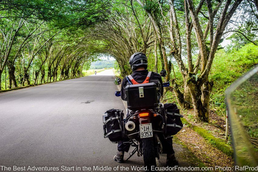 Route E15 tunnel of acacia trees