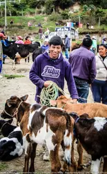 animal market otavalo