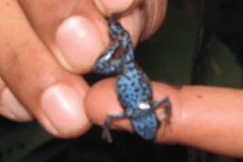 Hike in the Amazon Jungle