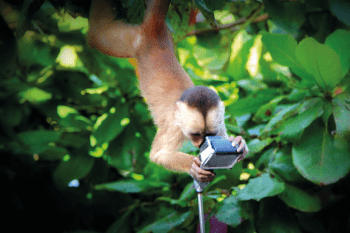 Playful Monkeys