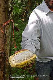 Cacao Nacional at Mashpi