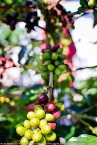 coffee plant tour motorcycle dirt bike adventure 4x4 ecuador