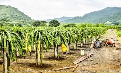 farm seen on motorcycle tour in the coastal lowlands of ecuador