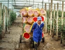 worker in rose plantation moving roses on a cart