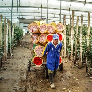 worker in rose plantation moving roses on a cart