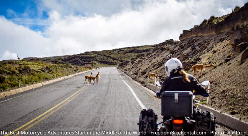 Vicuna crossing