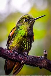 bird on offroad pacific discovery route ecuador motorcycle dirt bike advrenture tour