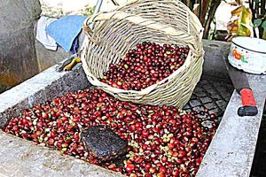 fresh coffee beans just harvested in ecuador