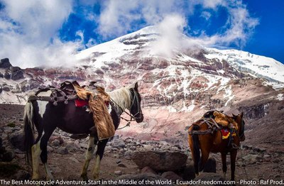 horses at chimborazo