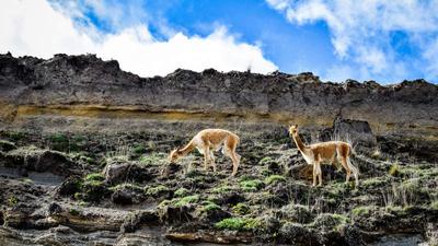 vicuna grazing in ecuador