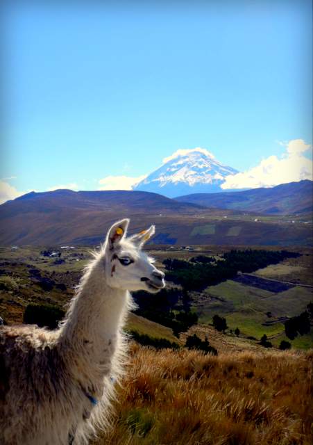 llama ecuador motorcycle adventure tour