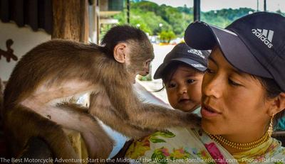 playful monkeys in puerto misahualli