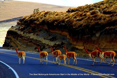 vicuna in chimborazo national wildlfe refuge