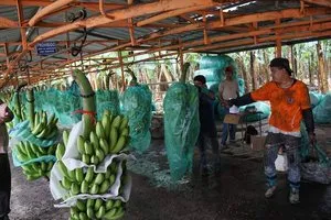 banana packing