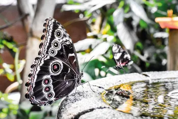 Butterfly Sanctuary