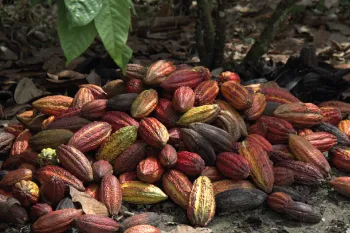 Chocolate Farm