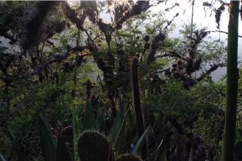 Jerusalem Dry Forest Reserve