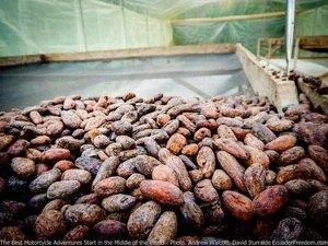 cacao beans ecuador motorcycle adventure