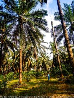 palm groves near quevedo ecuador motorcycle dirt bike adventure tour