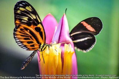 mindo butterfly garden motorcycle adventure tour