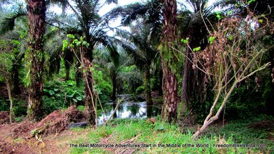 palm_grove_near_golondrina