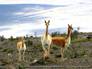 vicuna_in_chimborazo_wildlife_refuge