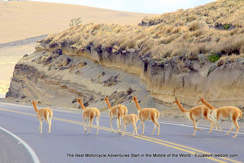 vicuna traffic in Ecuador